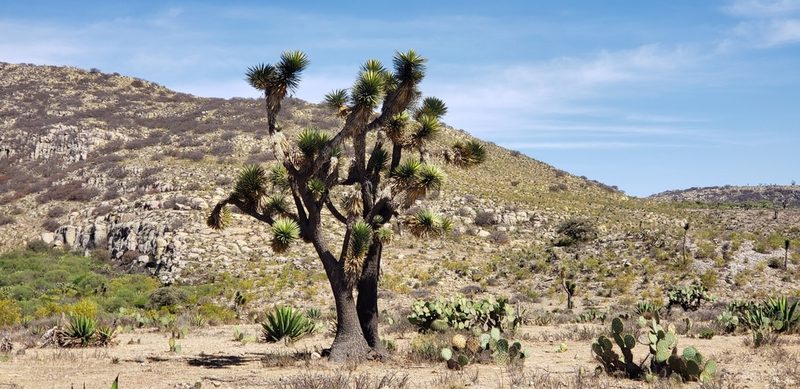 Yucca decipiens, photographed by Ricardo Olivo Rodríguez