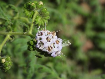 Phacelia ramosissima, photographed by James M. Maley