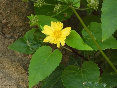 Venegasia carpesioides, photographed by James M. Maley