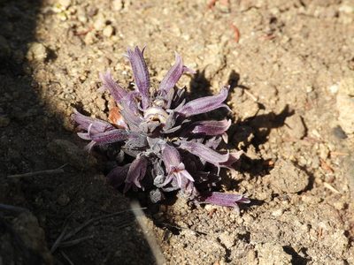 Orobanche bulbosa, photographed by James M. Maley