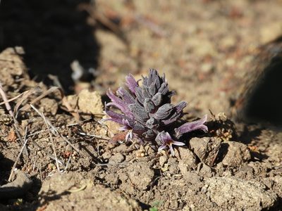 Orobanche bulbosa, photographed by James M. Maley