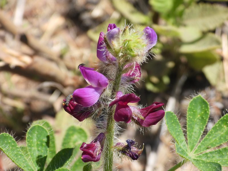 Lupinus hirsutissimus, photographed by James M. Maley