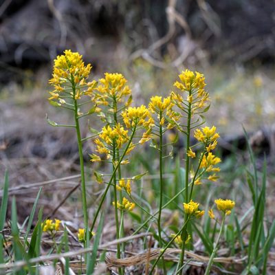 Draba mogollonica, photographed by Andrew Tree