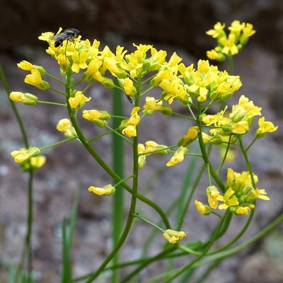 Draba mogollonica, photographed by Andrew Tree