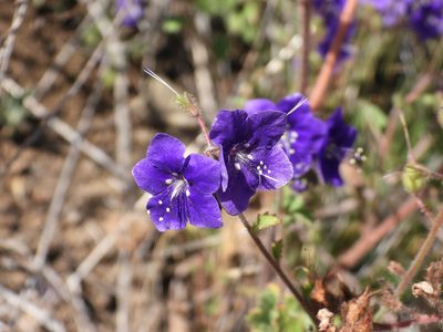 Phacelia parryi, photographed by James M. Maley