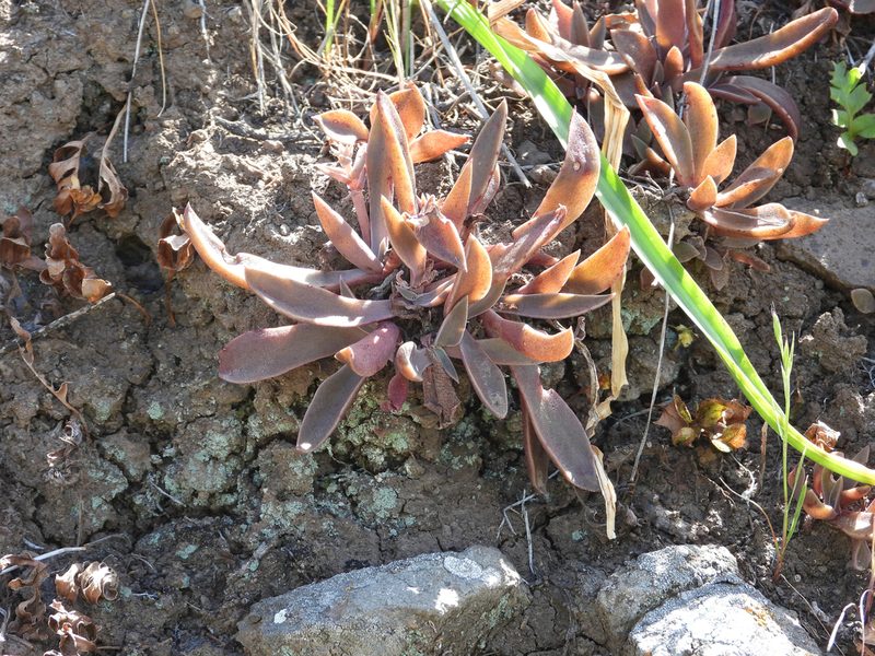 Dudleya parva, photographed by James M. Maley