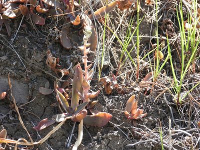 Dudleya parva, photographed by James M. Maley