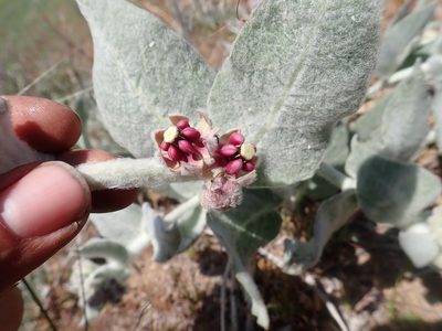 Asclepias californica, photographed by Scott Yarger