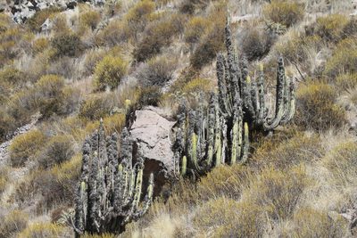 Corryocactus brevistylus, photographed by capacoscar
