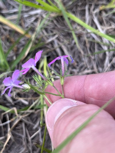 Phlox cuspidata, photographed by Cody Stricker
