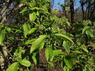 Viburnum sieboldii, photographed by Jens-Christian Svenning