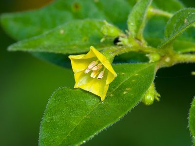 Capsicum rhomboideum, photographed by Manuel Ortiz