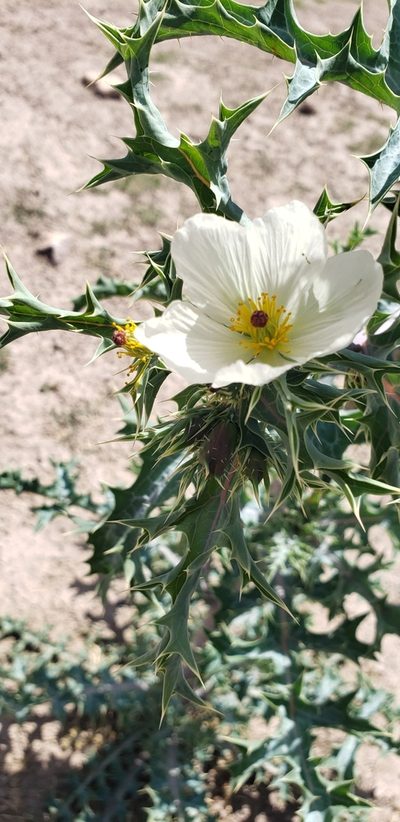 Argemone grandiflora, photographed by Ricardo Olivo Rodríguez