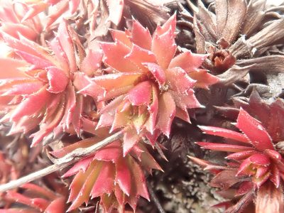 Saxifraga tricuspidata, photographed by F Quiec