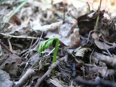 Botrychium lanceolatum, photographed by Matt Bowser
