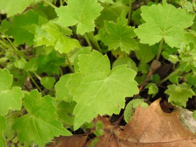 Hydrophyllum canadense, photographed by Yann Kemper