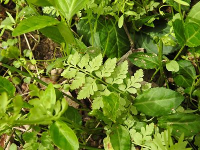 Cystopteris protrusa, photographed by Yann Kemper