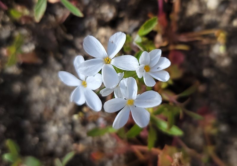 Leptosiphon serrulatus, photographed by Chris Winchell