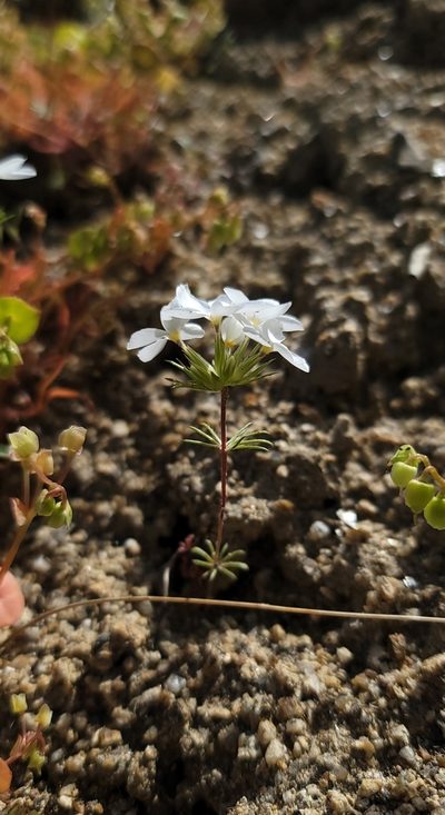 Leptosiphon serrulatus, photographed by Chris Winchell