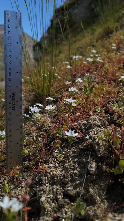 Leptosiphon serrulatus, photographed by Chris Winchell