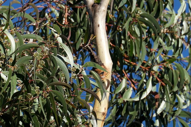 Eucalyptus stenostoma, photographed by Max Campbell
