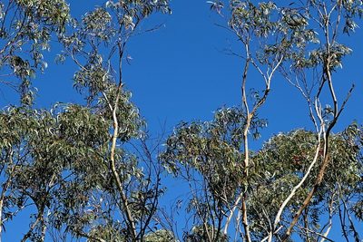 Eucalyptus stenostoma, photographed by Max Campbell
