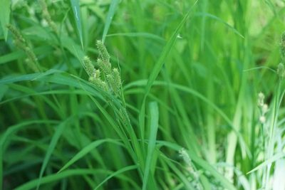 Carex shortiana, photographed by Mike B