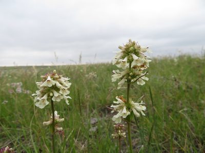 Penstemon confertus, photographed by dghjertaas