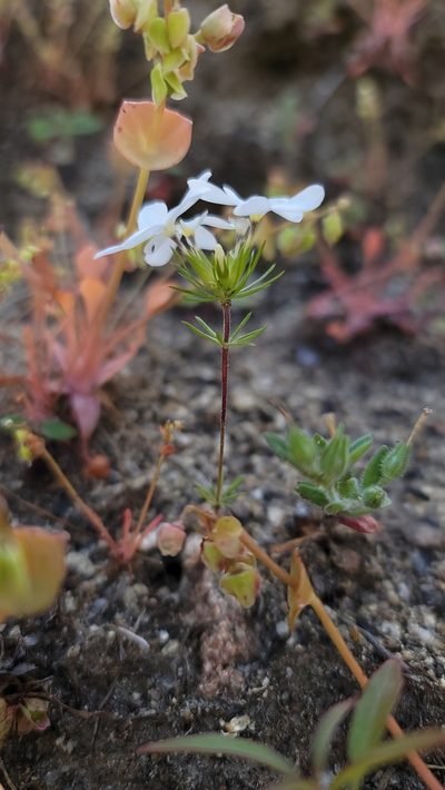 Leptosiphon serrulatus, photographed by Chris Winchell