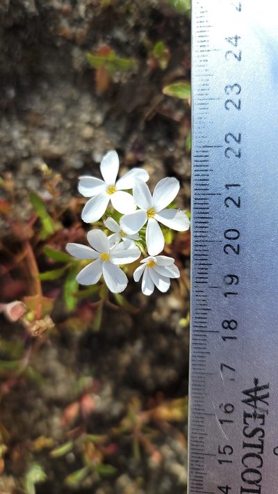 Leptosiphon serrulatus, photographed by Chris Winchell