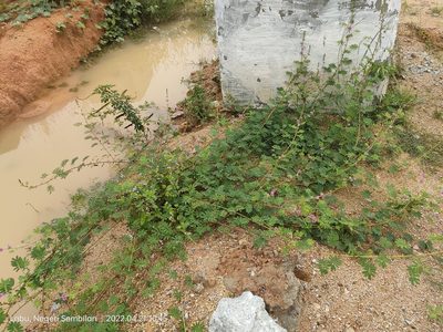 Mimosa diplotricha, photographed by Ong Jyh Seng