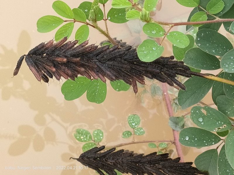 Indigofera hirsuta, photographed by Ong Jyh Seng