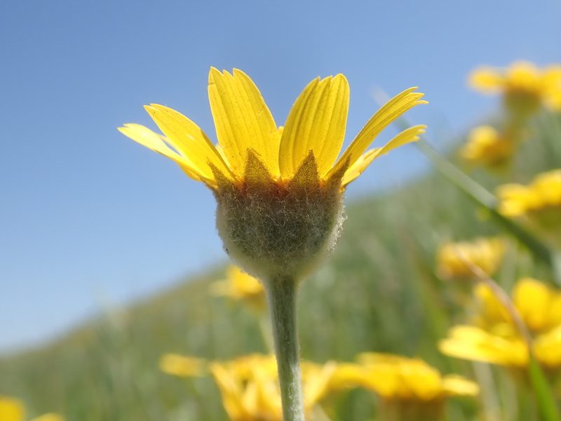 Monolopia lanceolata, photographed by Scott Yarger