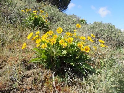Balsamorhiza deltoidea, photographed by Scott Yarger