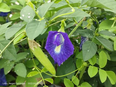 Clitoria ternatea, photographed by Ong Jyh Seng