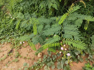 Mimosa pigra, photographed by Ong Jyh Seng