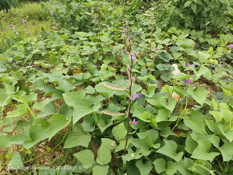 Lablab purpureus, photographed by Ong Jyh Seng