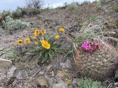 Balsamorhiza hookeri, photographed by Grant Chovil