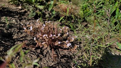 Claytonia parviflora, photographed by Chris Winchell