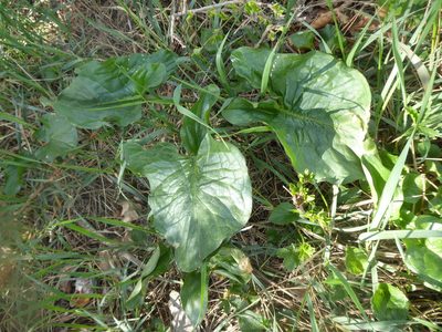 Arum cylindraceum, photographed by Michael Andresek