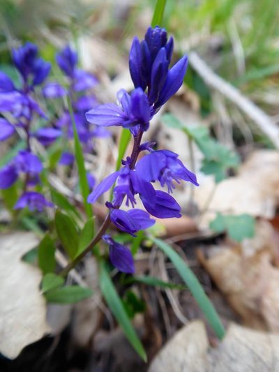 Polygala amara, photographed by Michael Andresek