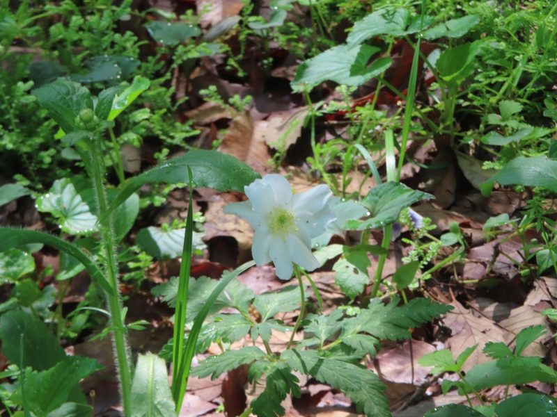 Anemonoides nikoensis, photographed by mami_t_t