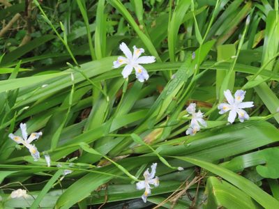 Iris japonica, photographed by mami_t_t
