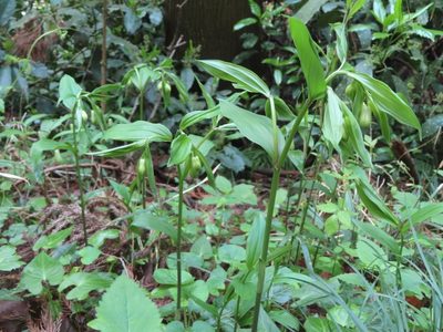 Disporum sessile, photographed by mami_t_t