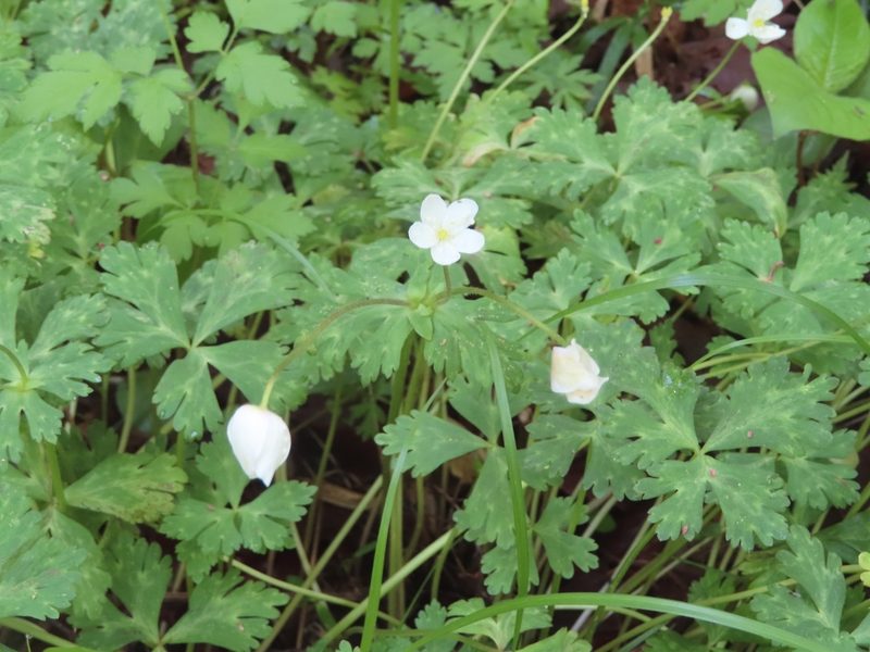 Anemonastrum flaccidum, photographed by mami_t_t
