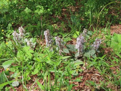 Ajuga nipponensis, photographed by mami_t_t