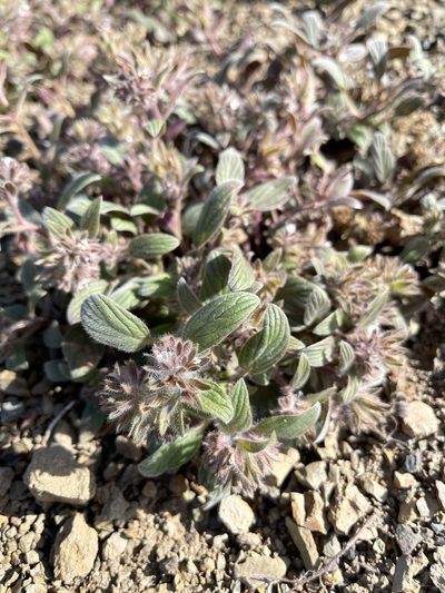 Phacelia phacelioides, photographed by Dee Shea Himes