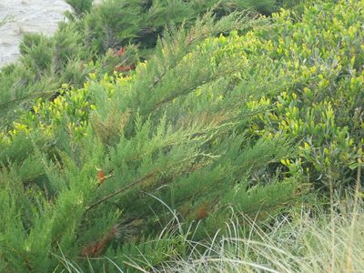 Hesperocyparis macrocarpa, photographed by Arnim Littek
