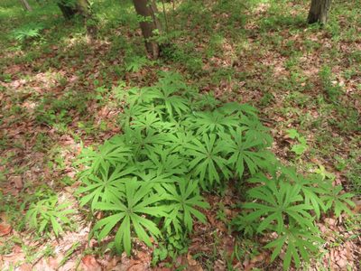 Syneilesis palmata, photographed by mami_t_t