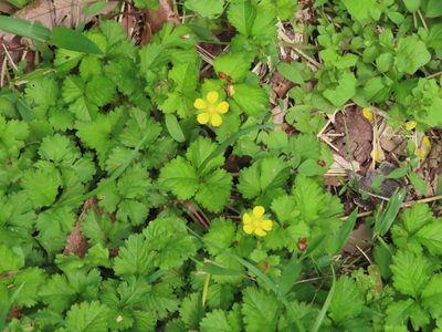 Potentilla hebiichigo, photographed by mami_t_t